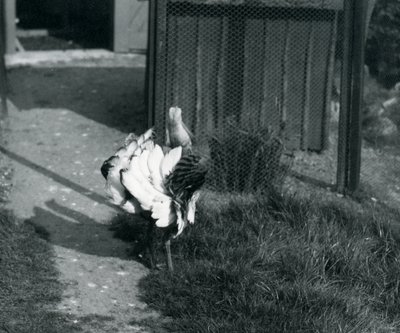 Een grote trapgans toont zijn veren in de dierentuin van Londen, mei 1914 door Frederick William Bond